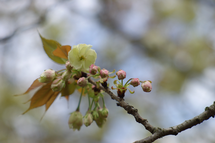 20100414-IMGP4601.jpg