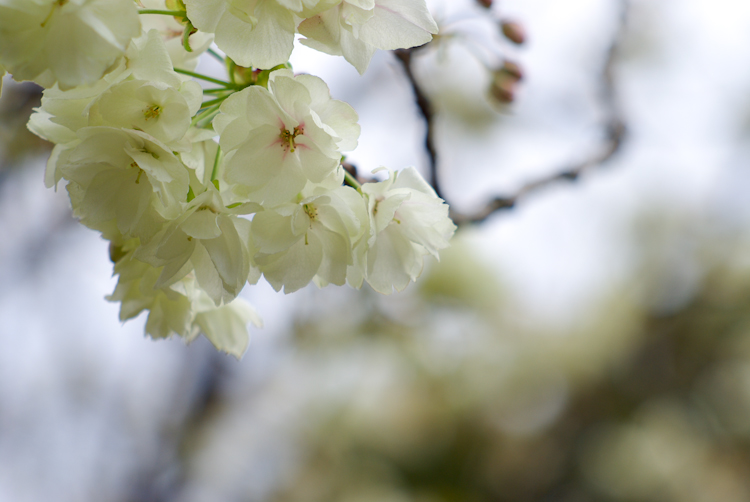 20100414-IMGP4602.jpg