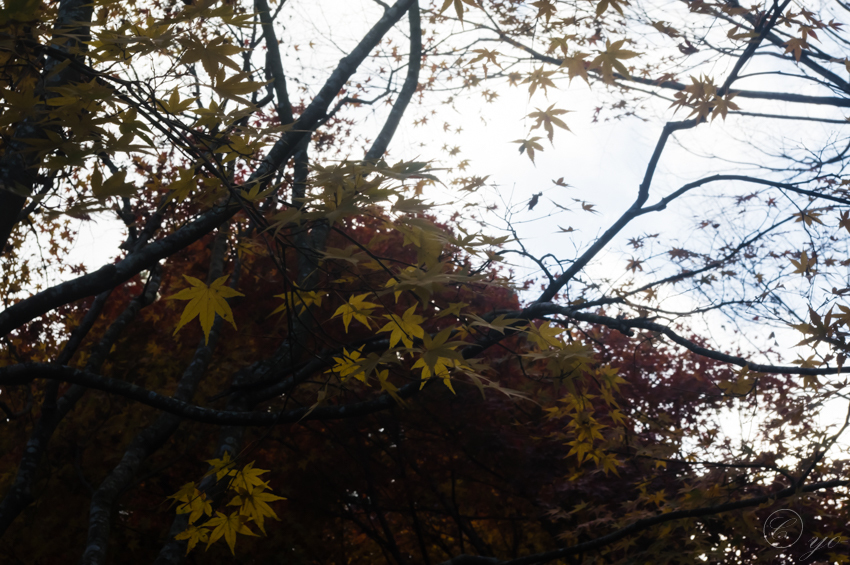 IMGP3564.jpg