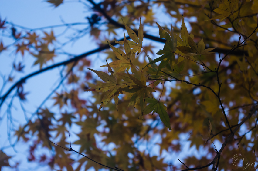 IMGP3566.jpg