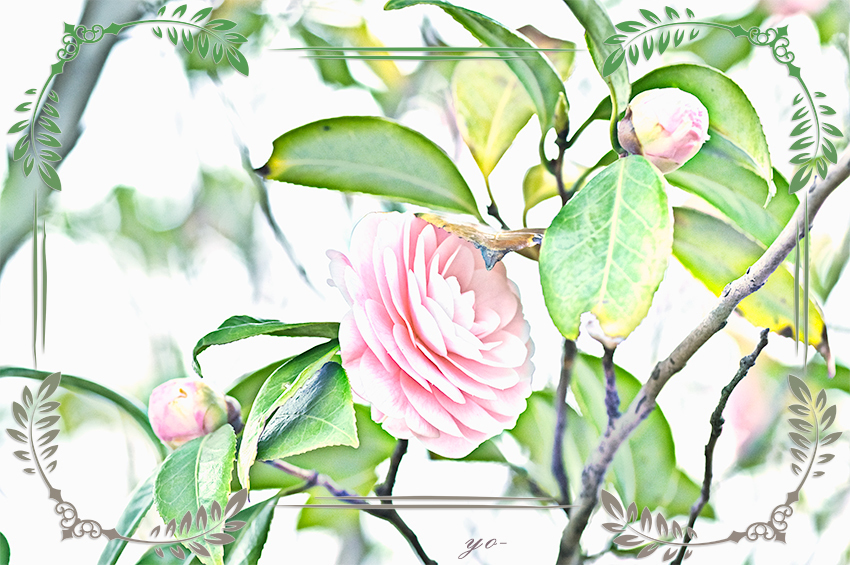 IMGP4656-Edit.jpg