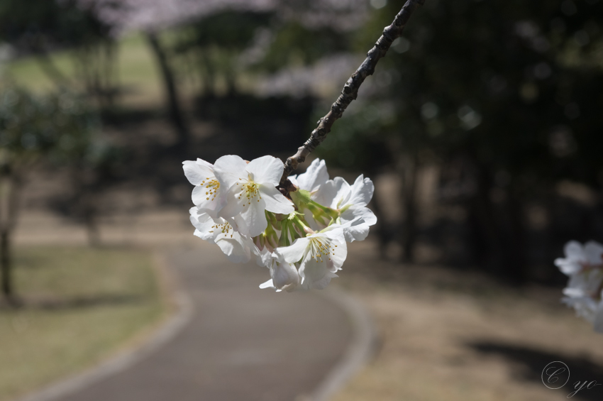 IMGP5026.jpg