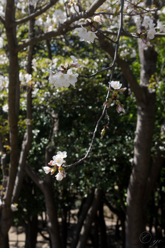 IMGP5031.jpg