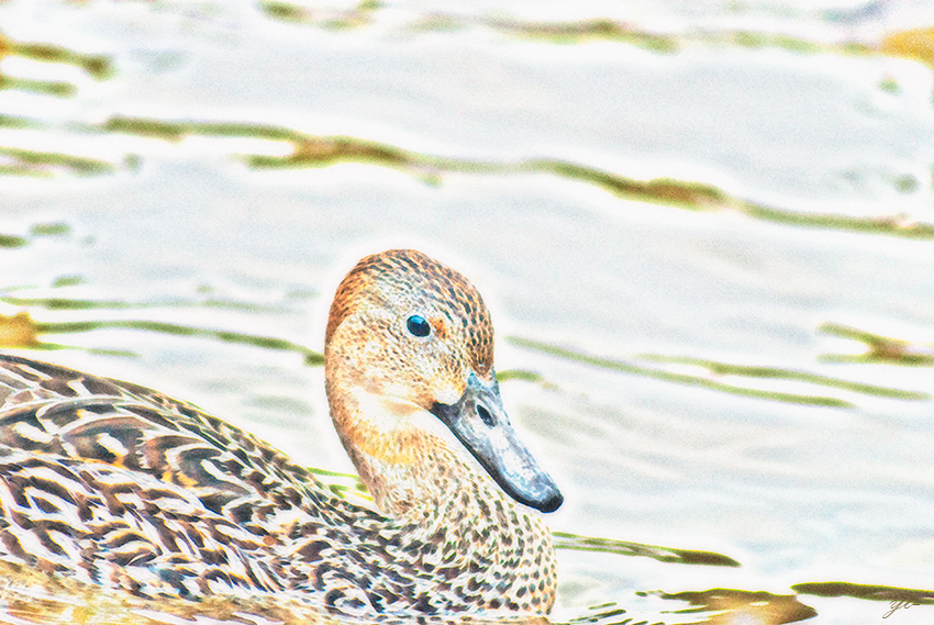 IMGP8242-Edit.jpg