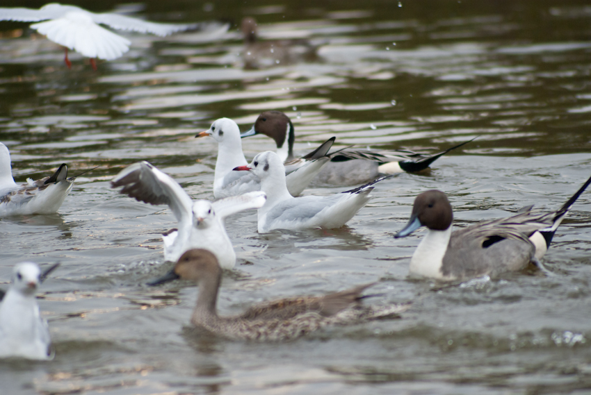 IMGP8264-2.jpg