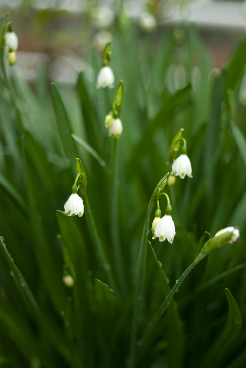 20090325-IMGP1241.jpg