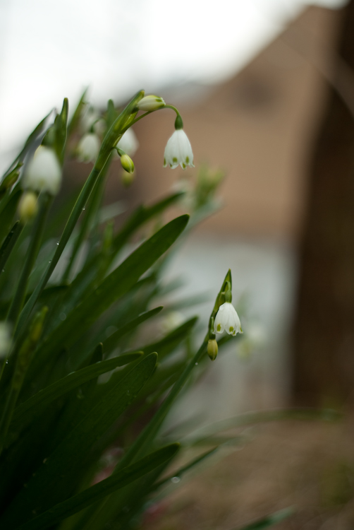 20090325-IMGP1243.jpg