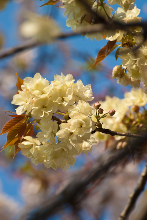 20090409-IMGP3484-2.jpg