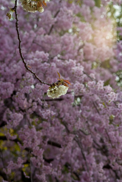 20090409-IMGP3490-2.jpg