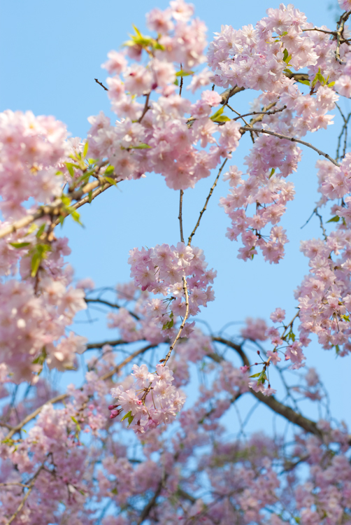 20090409-IMGP3542-2.jpg