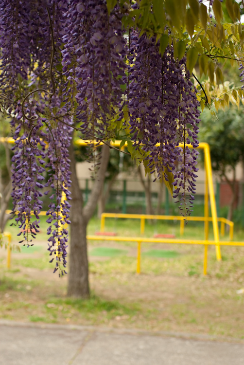 20090424-IMGP4431.jpg