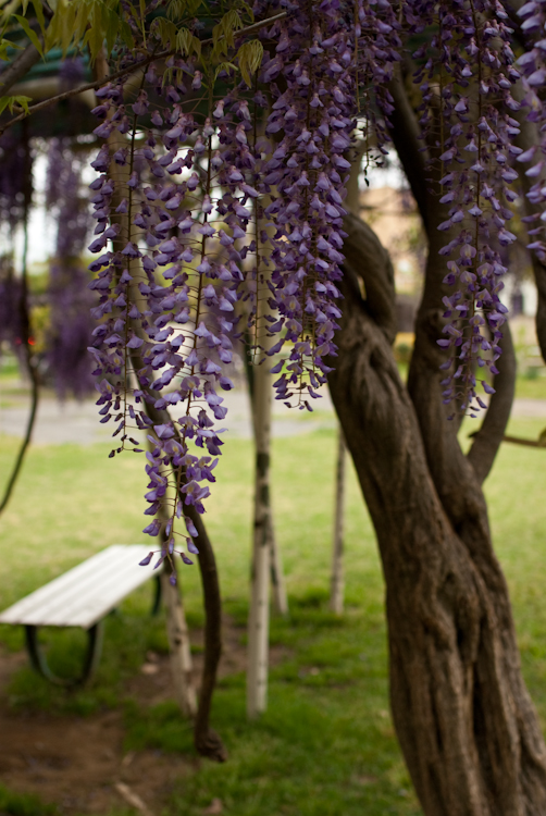 20090424-IMGP4441.jpg