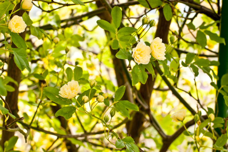 20090504-IMGP4939.jpg