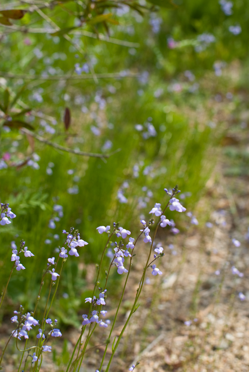 20090504-IMGP4996.jpg