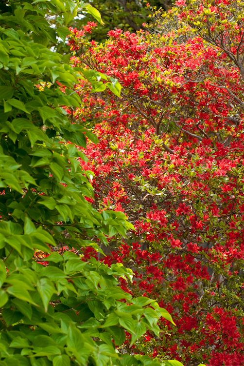 20090504-IMGP4998.jpg