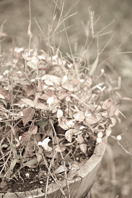 20091009-IMGP9652.jpg