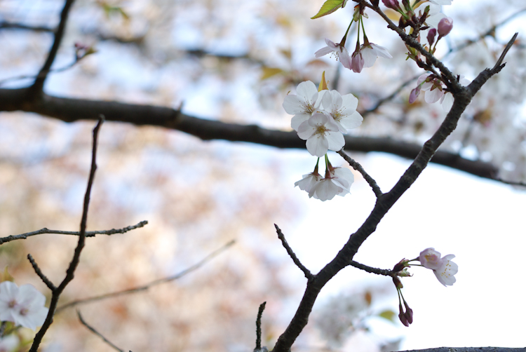 20100408-IMGP4417.jpg