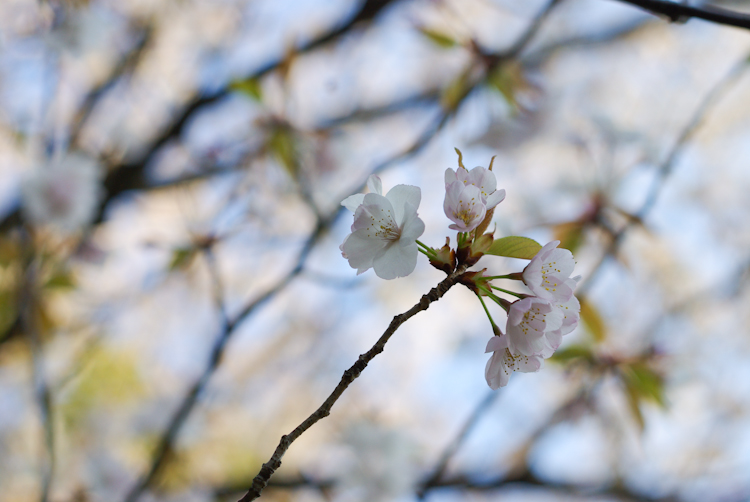 20100408-IMGP4419.jpg