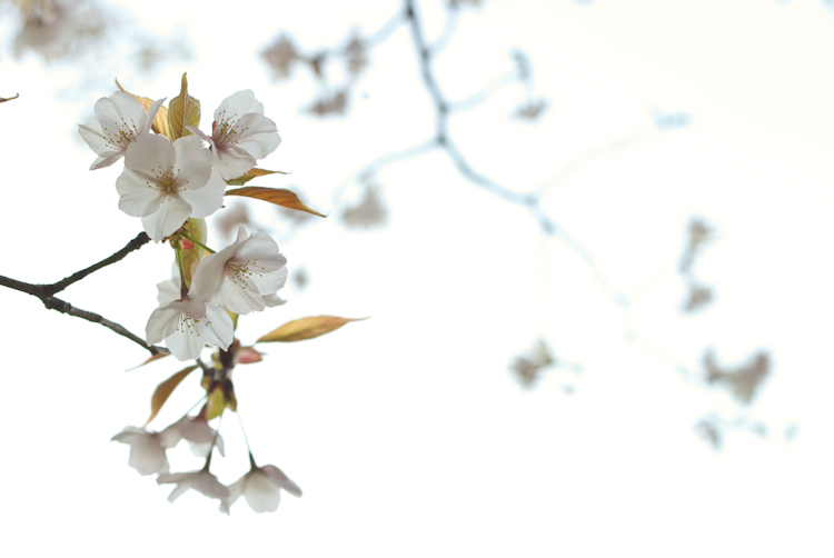 20100408-IMGP4426.jpg
