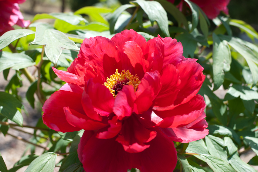 IMGP0325.jpg
