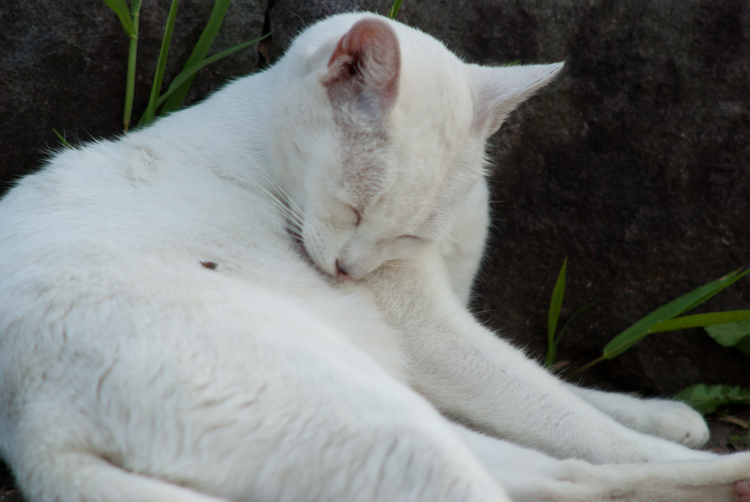 IMGP0981.jpg