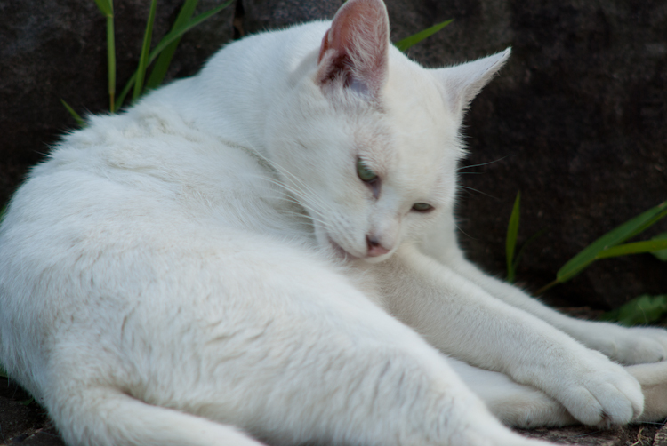 IMGP0985.jpg