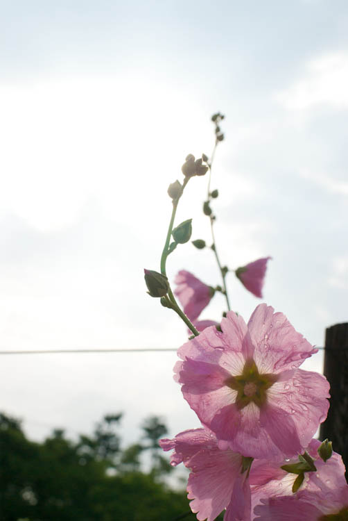 IMGP2671.jpg