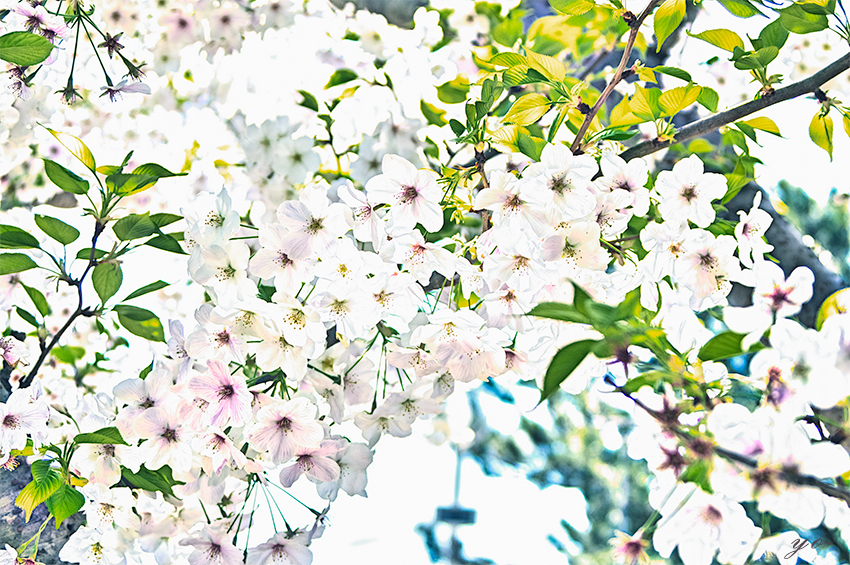 IMGP5055-Edit.jpg