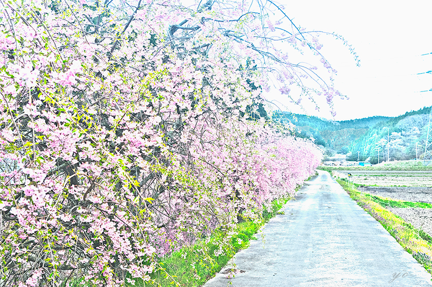 IMGP5302-Edit.jpg