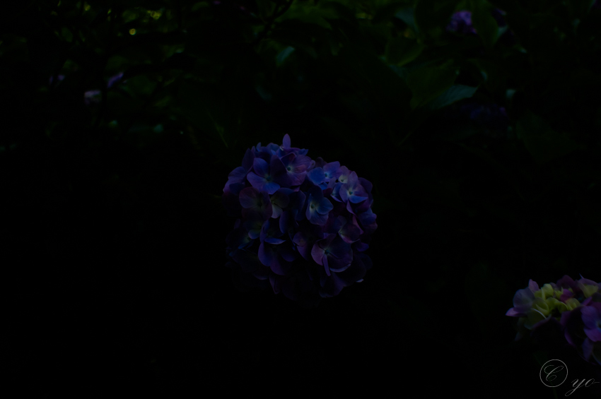IMGP5346.jpg