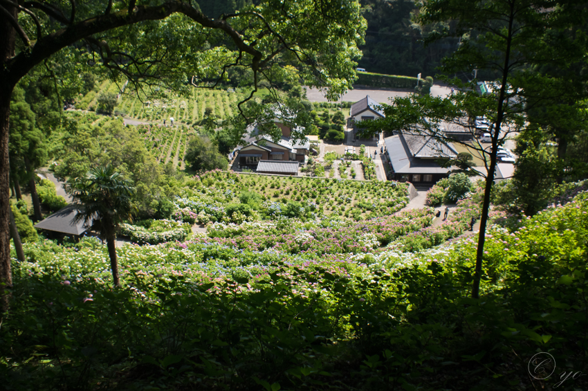 IMGP5353.jpg