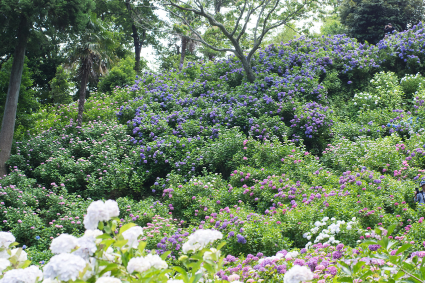 IMGP5578.jpg