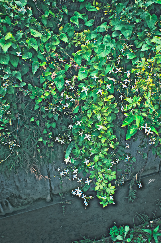 IMGP5740-Edit.jpg