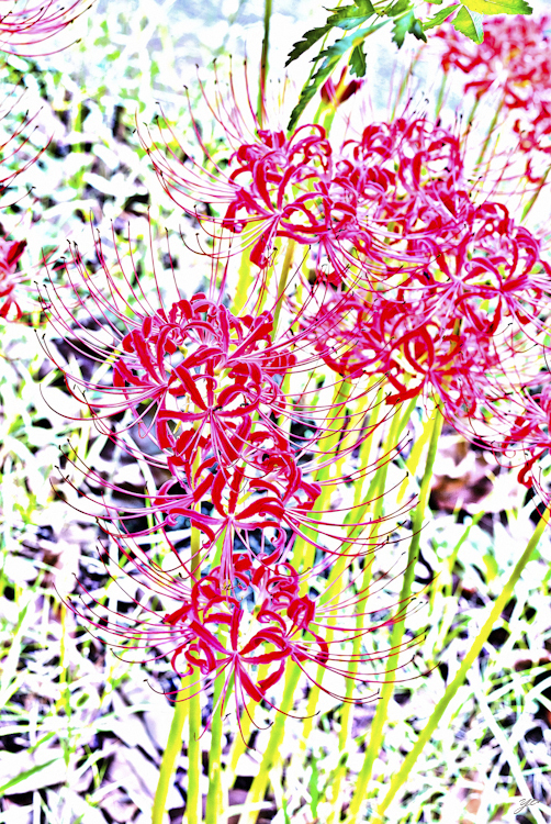 IMGP6243-Edit.jpg