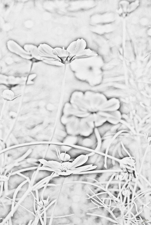 IMGP6291-Edit.jpg