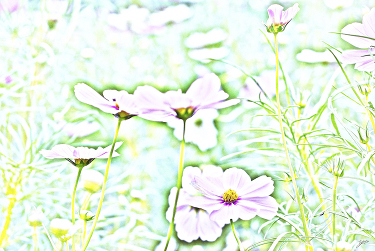 IMGP6295-Edit.jpg
