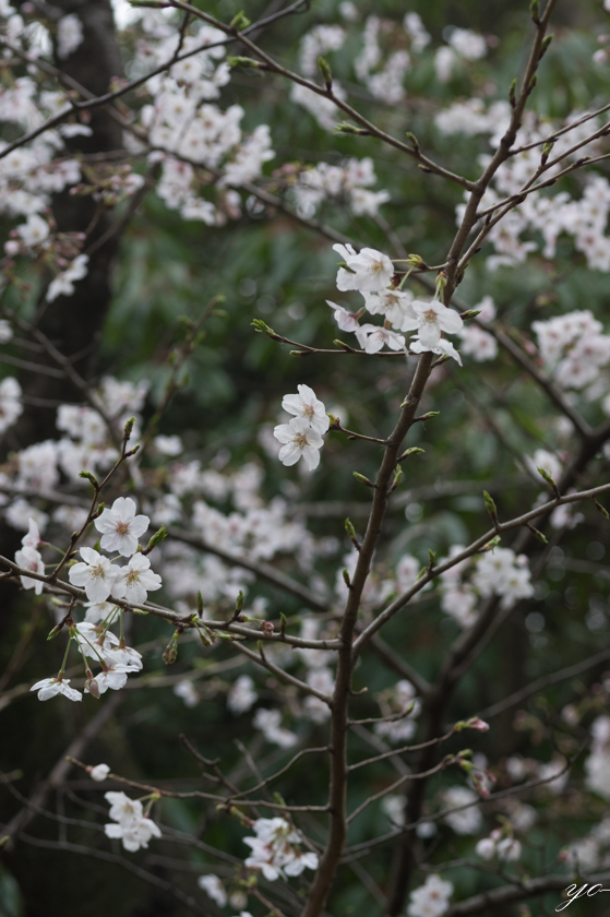 IMGP7664.jpg