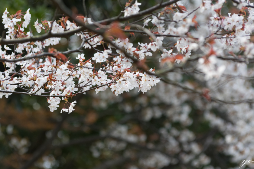 IMGP8083.jpg