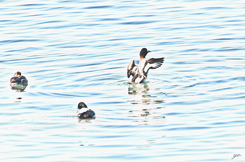 IMGP8632-Edit.jpg
