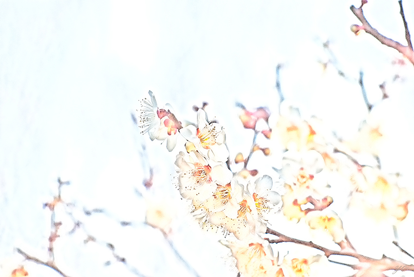 IMGP9247-Edit.jpg